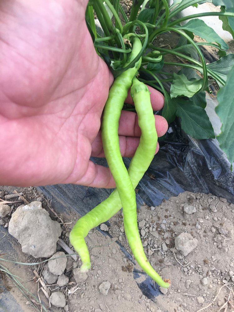 AZ 32 F1 Çorbacı Tip  Biber Tohumu ürününe ait görsel 2