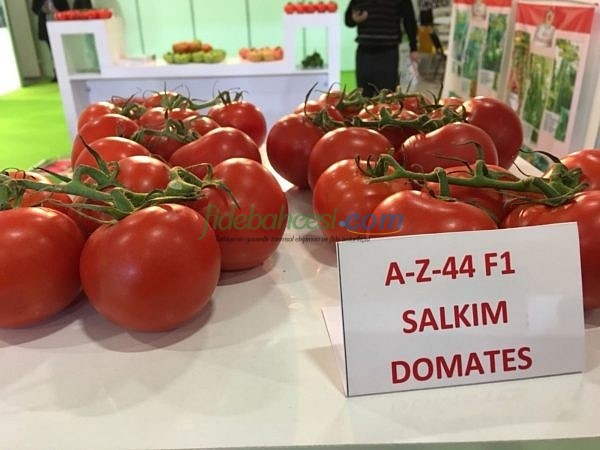 AZ 44 F1 Salkım Domates Tohumu ürününe ait görsel 4