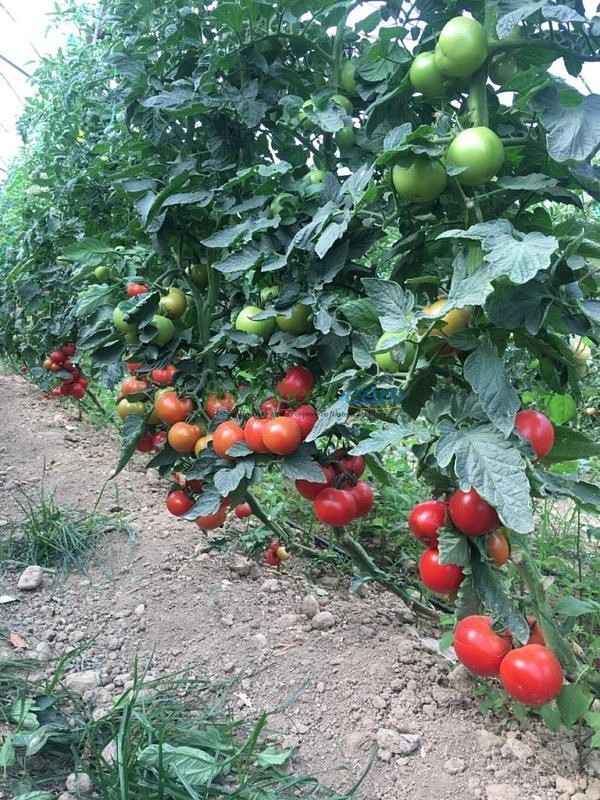 AZ 44 F1 Salkım Domates Tohumu ürününe ait görsel 5