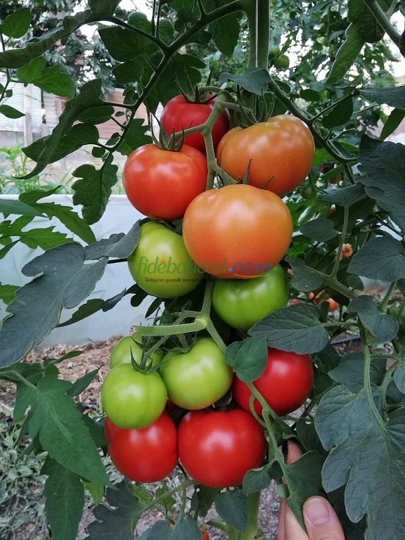 AZ 54 F1 Sırık Tane Domates Tohumu ürününe ait görsel 2