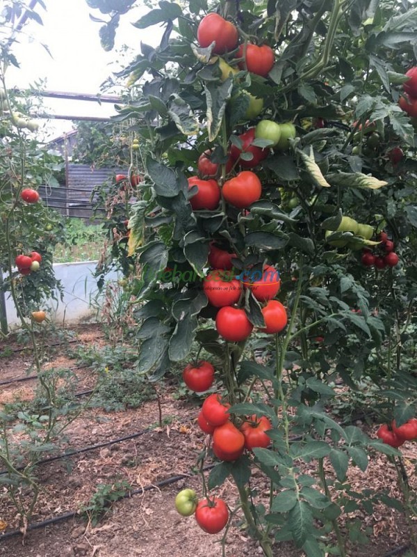 AZ 54 F1 Sırık Tane Domates Tohumu ürününe ait görsel 3