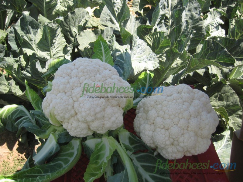 Bahara F1 Karnabahar Fidesi ürününe ait görsel 3