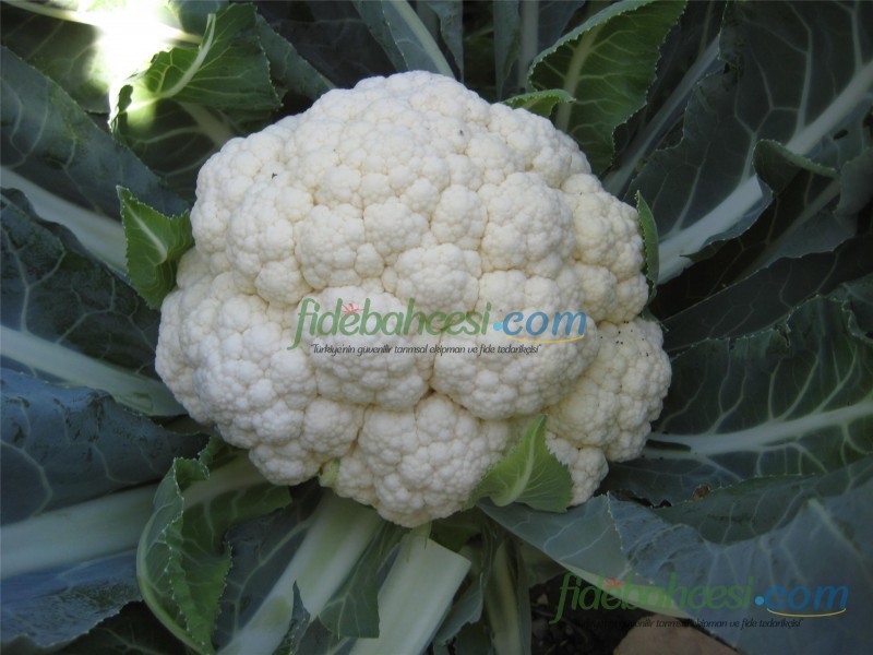 Bahara F1 Karnabahar Fidesi ürününe ait görsel 4