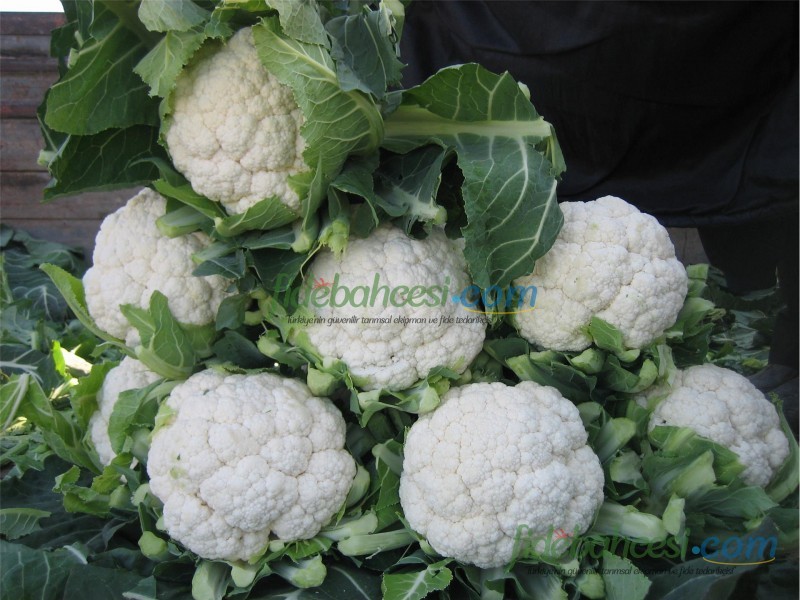 Bahara F1 Karnabahar Fidesi ürününe ait görsel 5