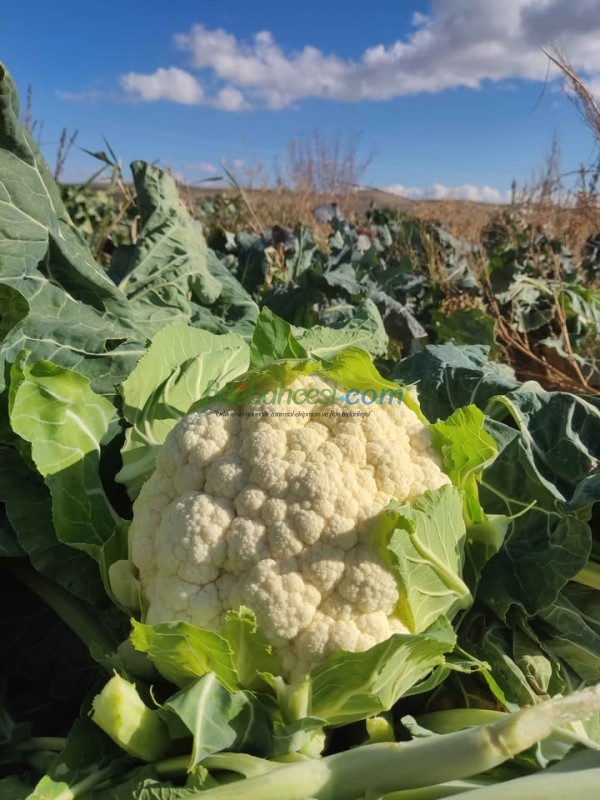 Barcelona F1 Karnabahar Fidesi ürününe ait görsel 2