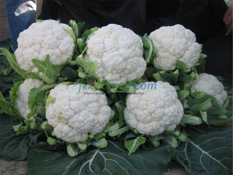 Barcelona F1 Karnabahar Fidesi ürününe ait görsel 3