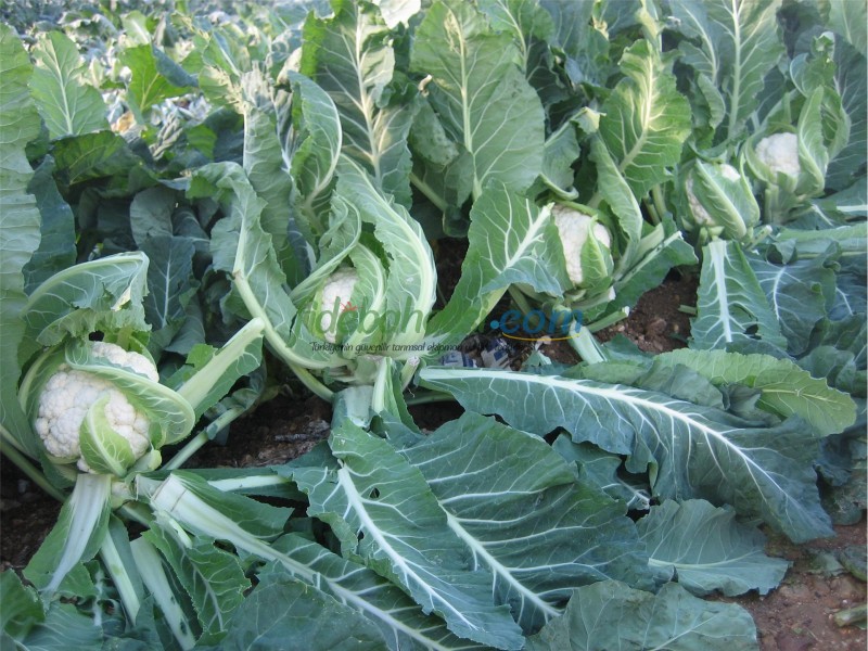 Barcelona F1 Karnabahar Fidesi ürününe ait görsel 4