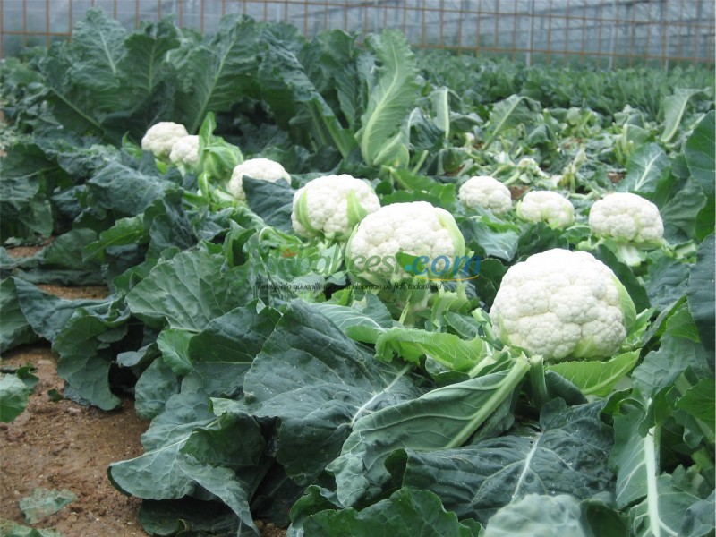 Barcelona F1 Karnabahar Fidesi ürününe ait görsel 5