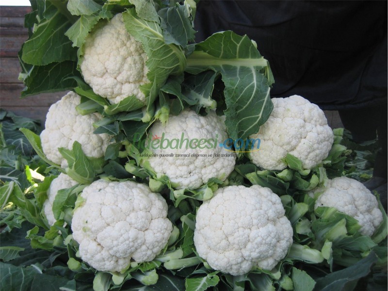 Barcelona F1 Karnabahar Fidesi ürününe ait görsel 6