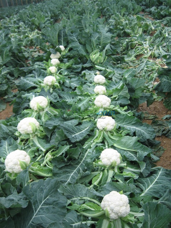 Barcelona F1 Karnabahar Fidesi ürününe ait görsel 7