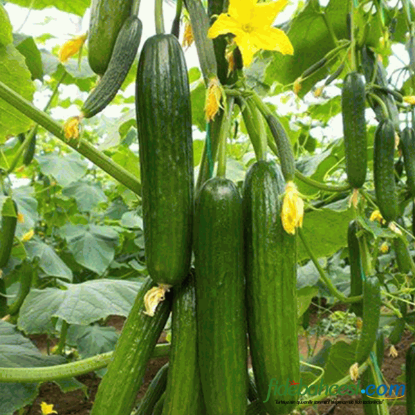 Beith Alpha Hıyar Fidesi ürününe ait görsel 2