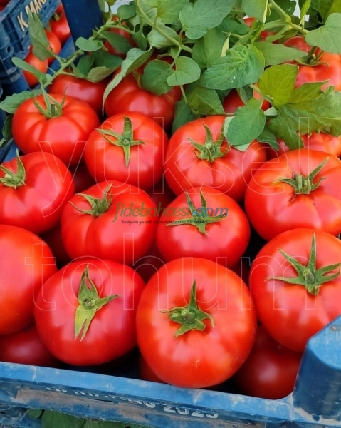 Burhan F1 Sırık Domates Fidesi ürününe ait görsel 2