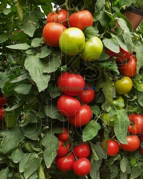 Burhan F1 Sırık Domates Fidesi ürününe ait görsel 3