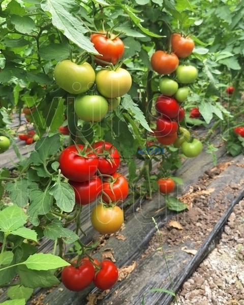 Burhan F1 Sırık Domates Fidesi ürününe ait görsel 4