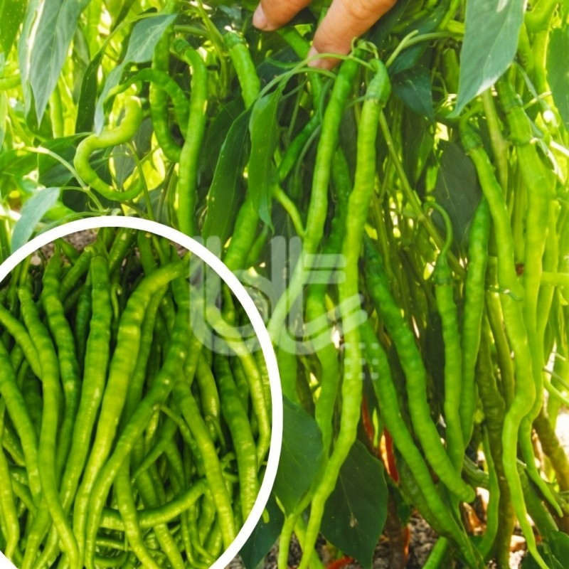 Burkalem Tatlı Kıl Sivri Biber Fidesi