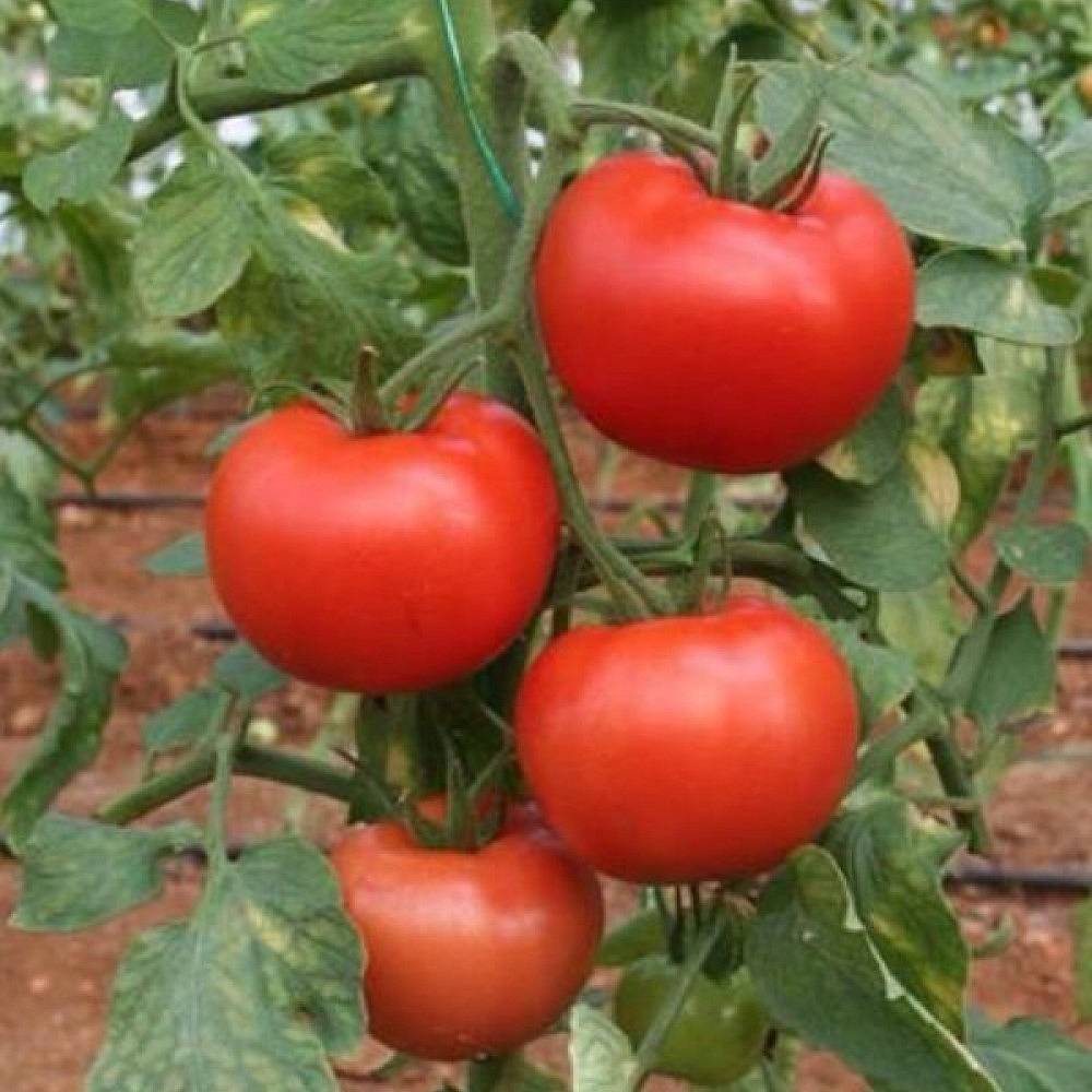 Büşra F1 Domates Fidesi ürününe ait görsel 2