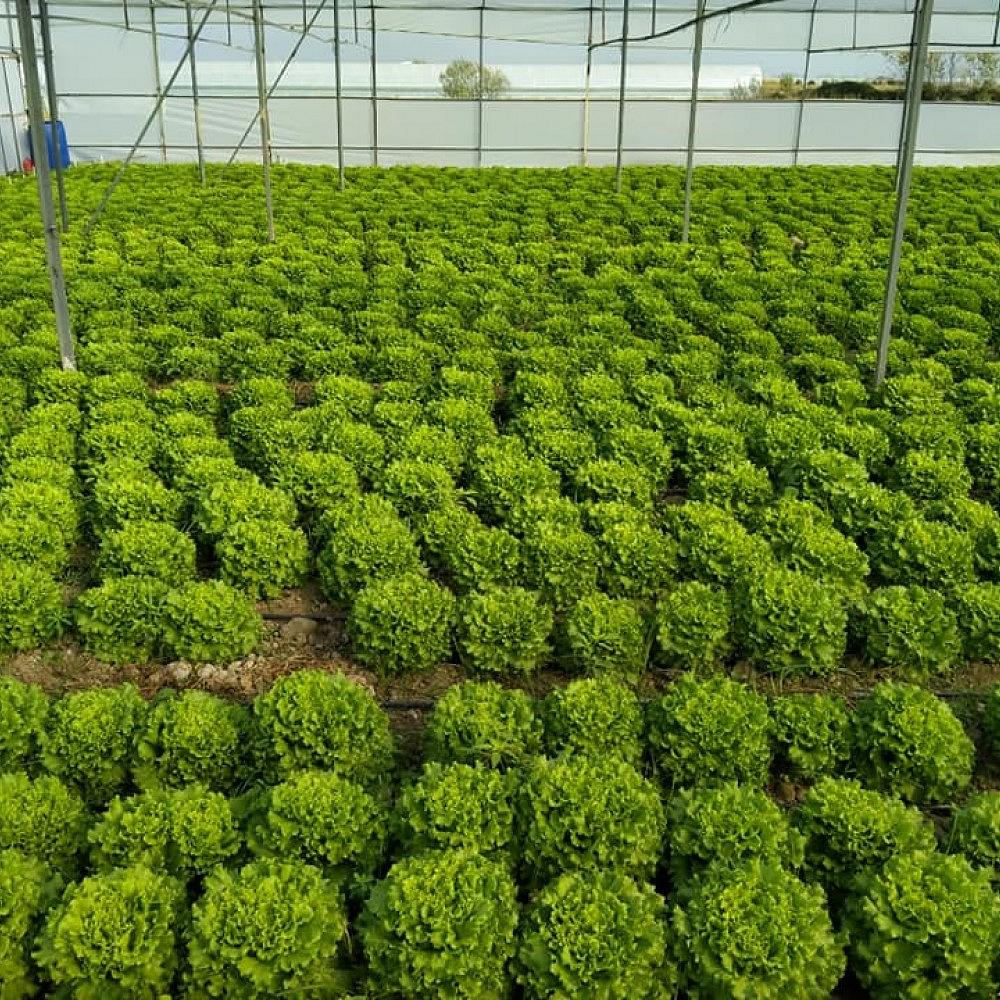 Caipira Kıvırcık Marul Fidesi ürününe ait görsel 2