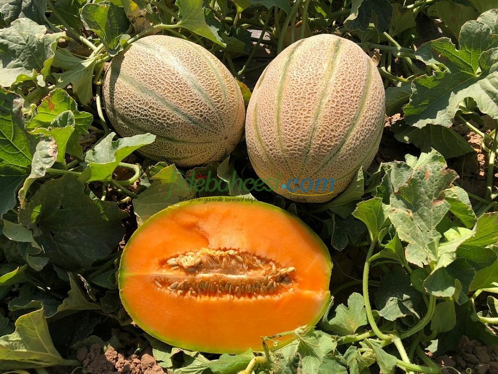 Candan F1 Uzun Kantalup Kavun Tohumu ürününe ait görsel 2