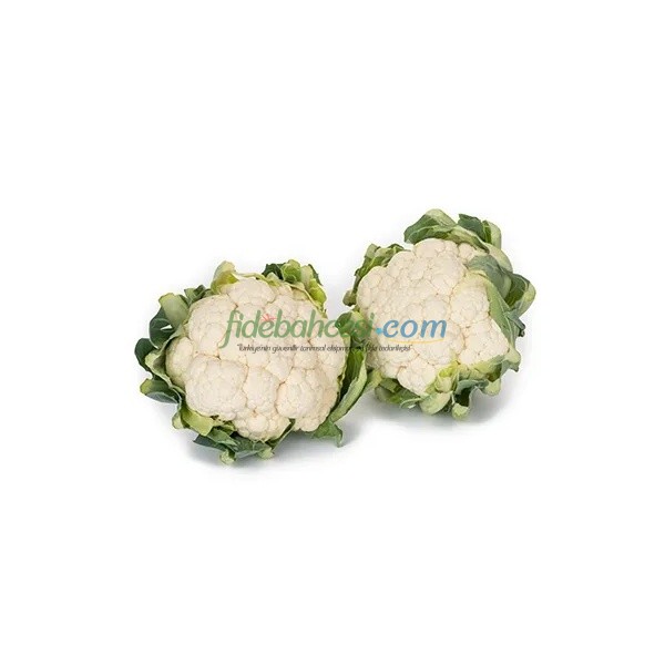 Casper F1 Karnabahar Fidesi ürününe ait görsel 3