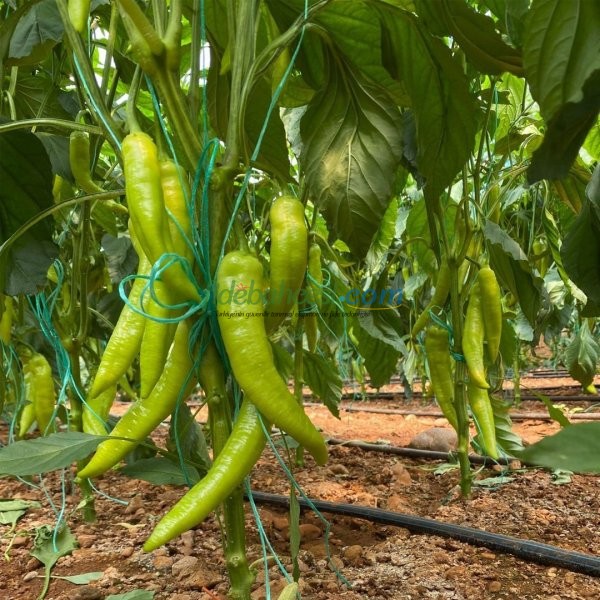Cazibe F1 Çarliston Biber Fidesi ürününe ait görsel 2