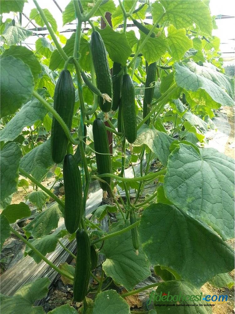 Cemre F1 Hıyar Fidesi ürününe ait görsel 2
