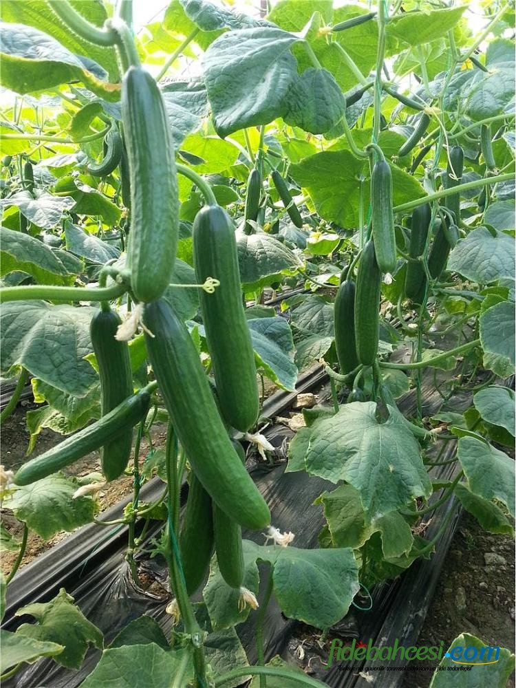 Cemre F1 Hıyar Fidesi ürününe ait görsel 3