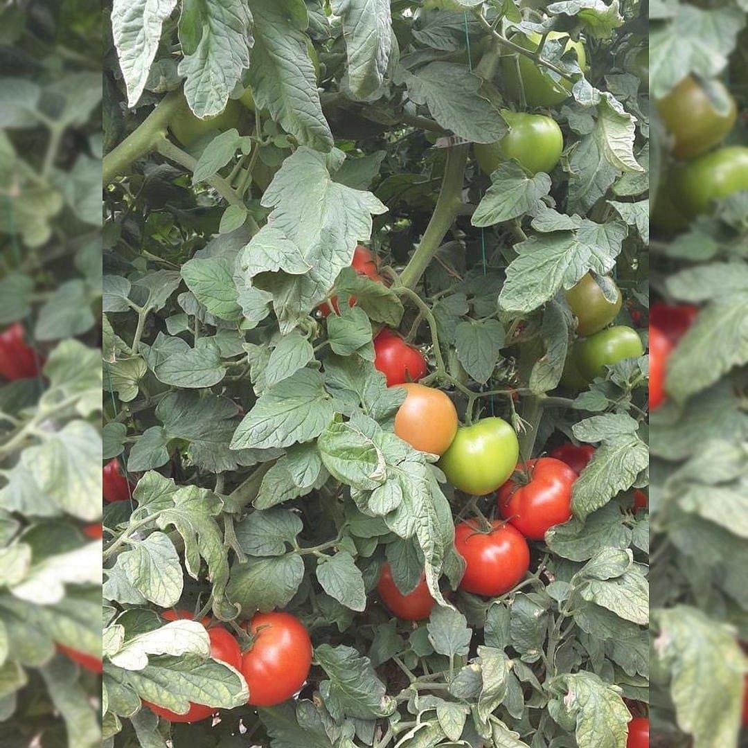 Ceneviz F1 Beef Domates Fidesi ürününe ait görsel 2