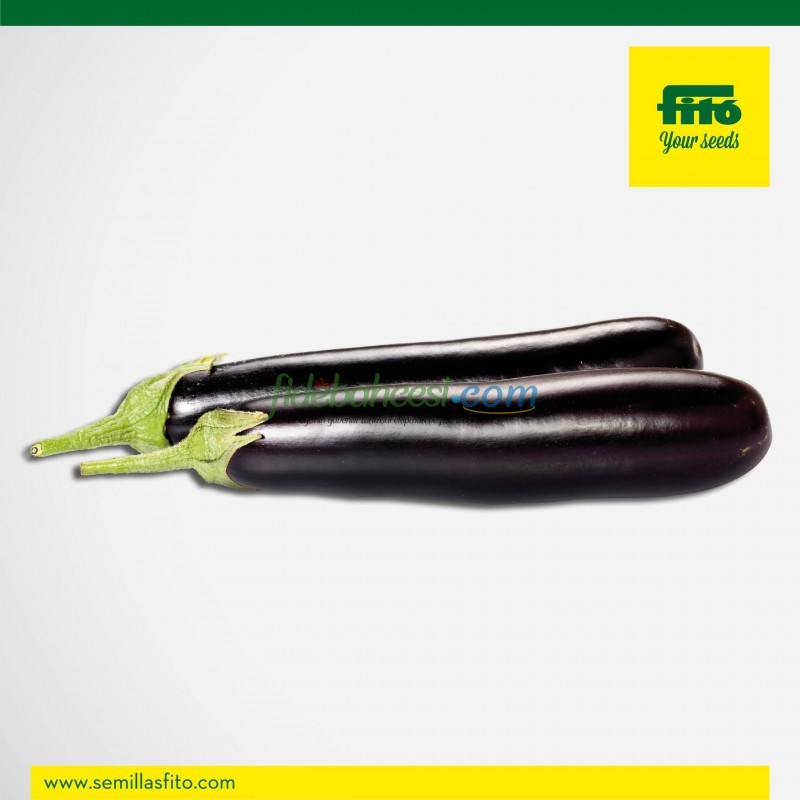 Corsica F1 Patlıcan Fidesi ürününe ait görsel 2