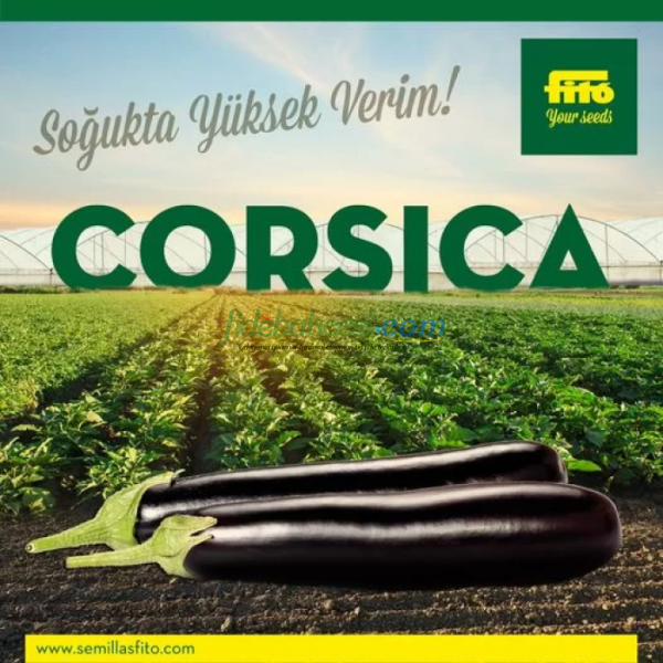 Corsica F1 Patlıcan Fidesi ürününe ait görsel 3