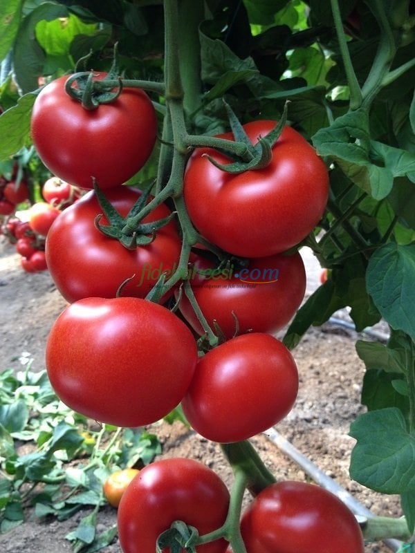 Demiröz F1 Domates Fidesi ürününe ait görsel 2