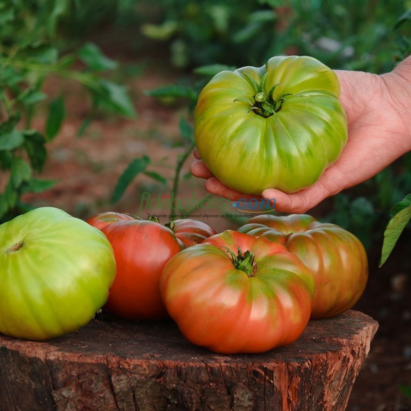 Dilimhan F1 Domates Tohumu