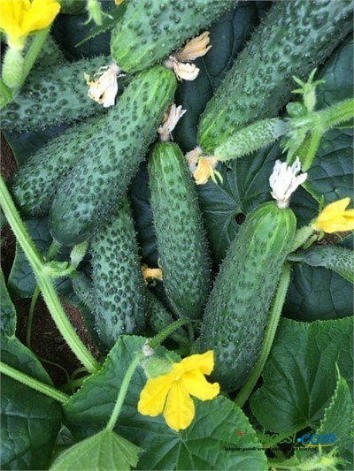 Dinçel F1 Dikenli Hıyar Fidesi ürününe ait görsel 2