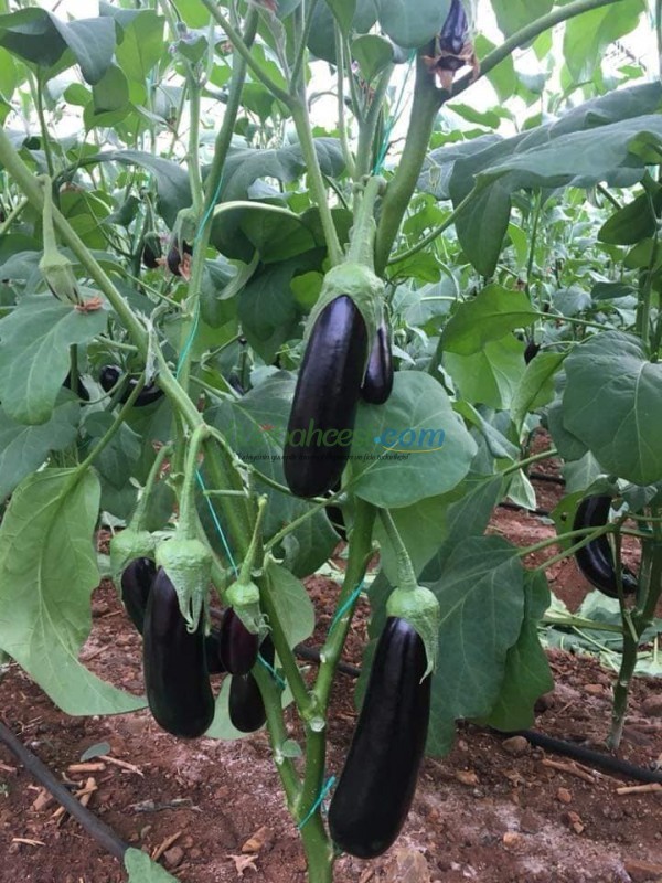 Doyran Karası F1 Patlıcan Fidesi ürününe ait görsel 2