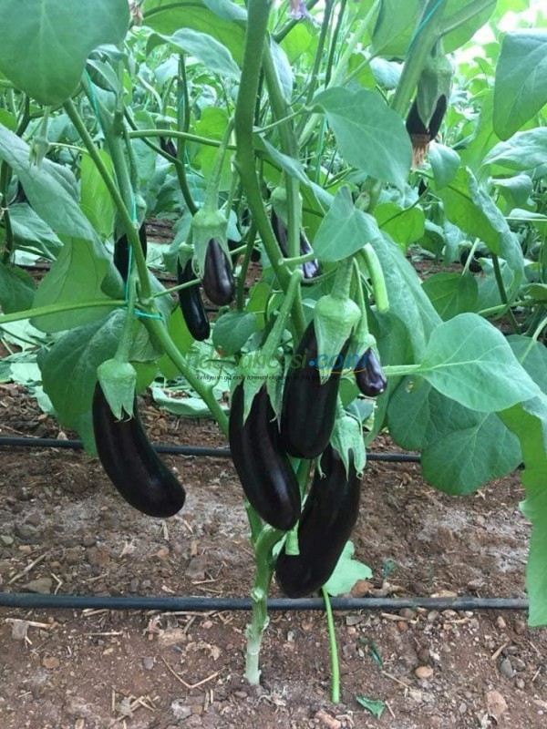 Doyran Karası F1 Patlıcan Fidesi ürününe ait görsel 3