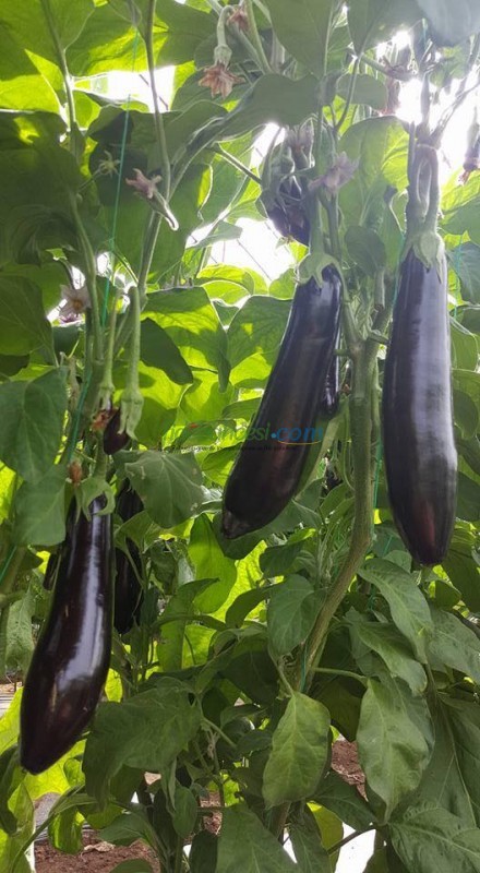 Doyran Karası F1 Patlıcan Fidesi ürününe ait görsel 4