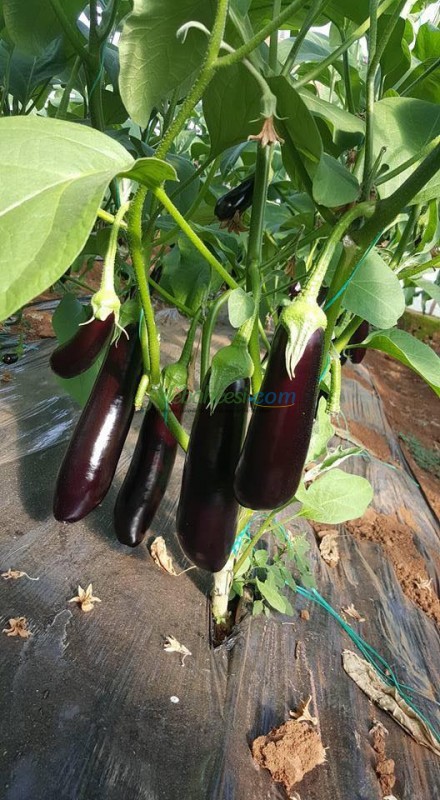 Doyran Karası F1 Patlıcan Fidesi ürününe ait görsel 5