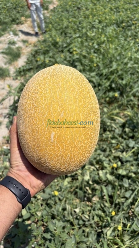 Duble F1 Kavun Fidesi ürününe ait görsel 2