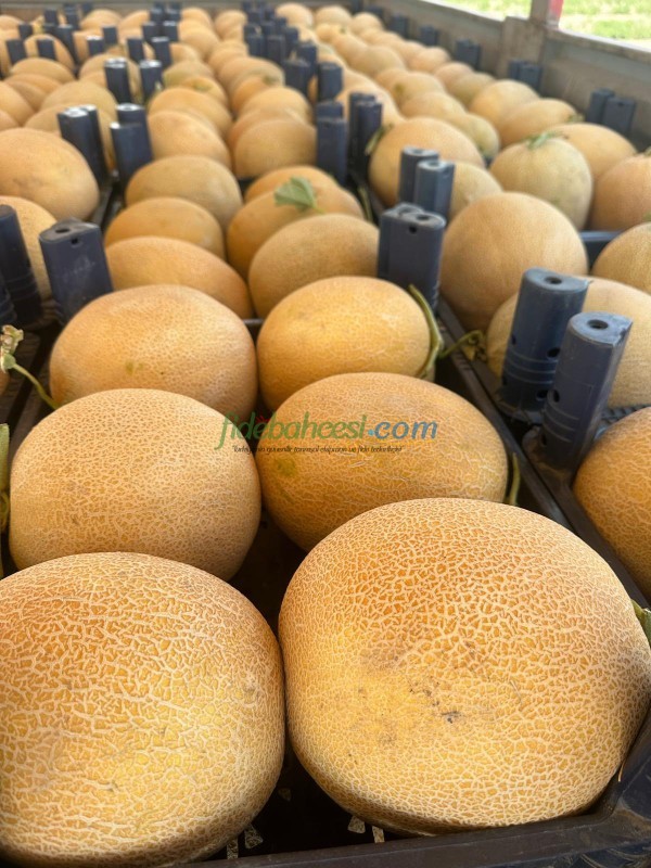 Duble F1 Kavun Fidesi ürününe ait görsel 3