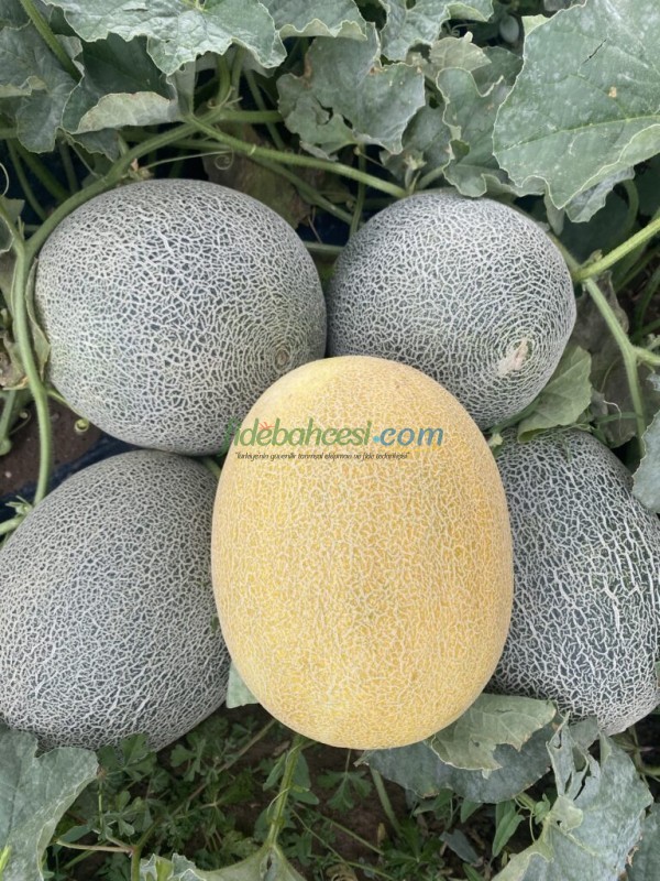 Duble F1 Kavun Fidesi ürününe ait görsel 4