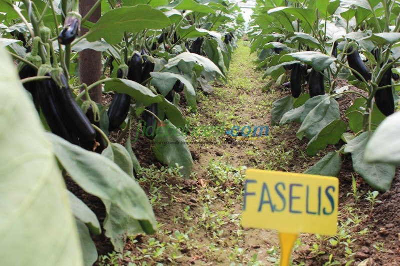 Faselis F1 Uzun Patlıcan Fidesi ürününe ait görsel 2