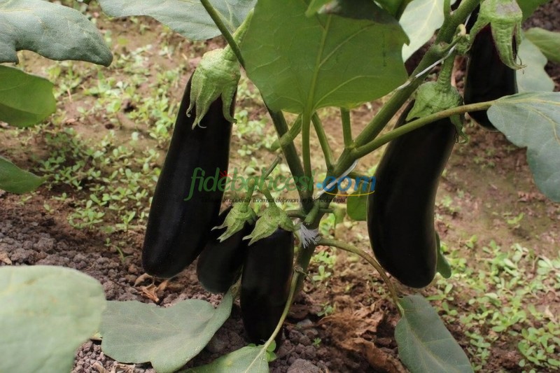 Faselis F1 Uzun Patlıcan Fidesi ürününe ait görsel 3