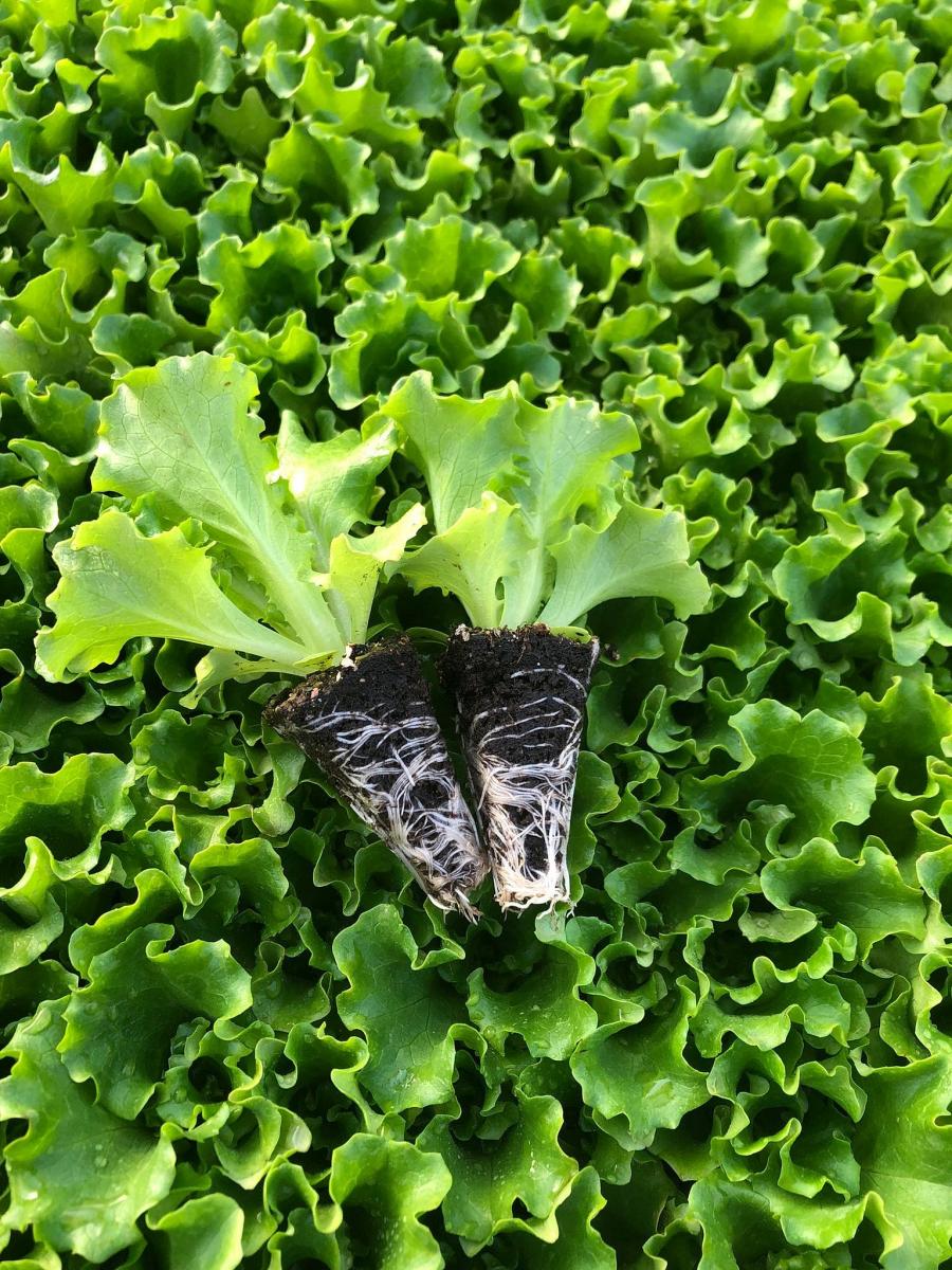 Fiyonk Kıvırcık Marul Fidesi ürününe ait görsel 2