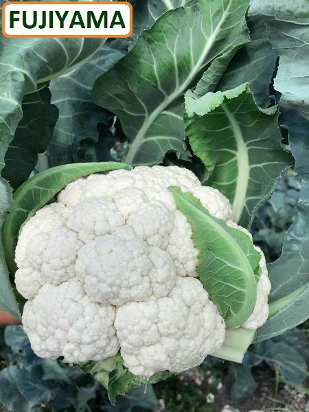 Fujiyama F1 Karnabahar Fidesi ürününe ait görsel 2