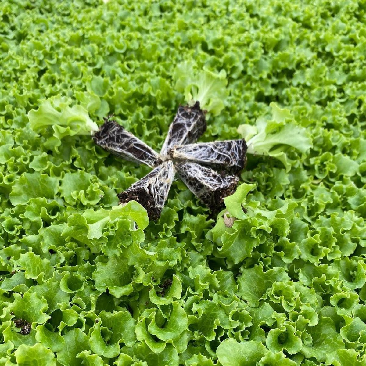 Garone F1 | Erkenci Kıvırcık Marul Fidesi ürününe ait görsel 2