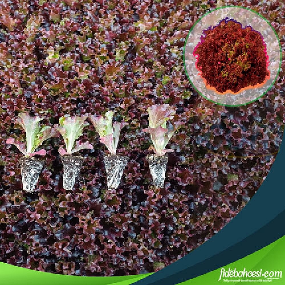 Concorde F1 Kırmızı Marul Fidesi