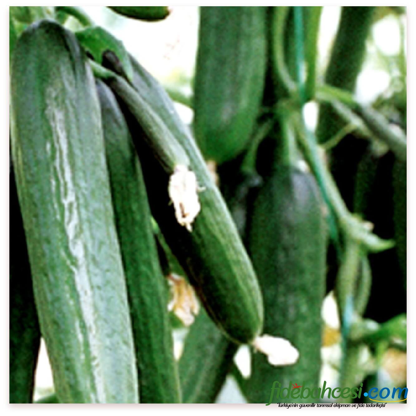 Gordion AT 77 Hıyar Fidesi  ürününe ait görsel 2