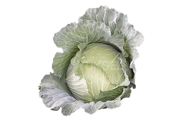 Hana F1 Beyaz Lahana Fidesi ürününe ait görsel 2