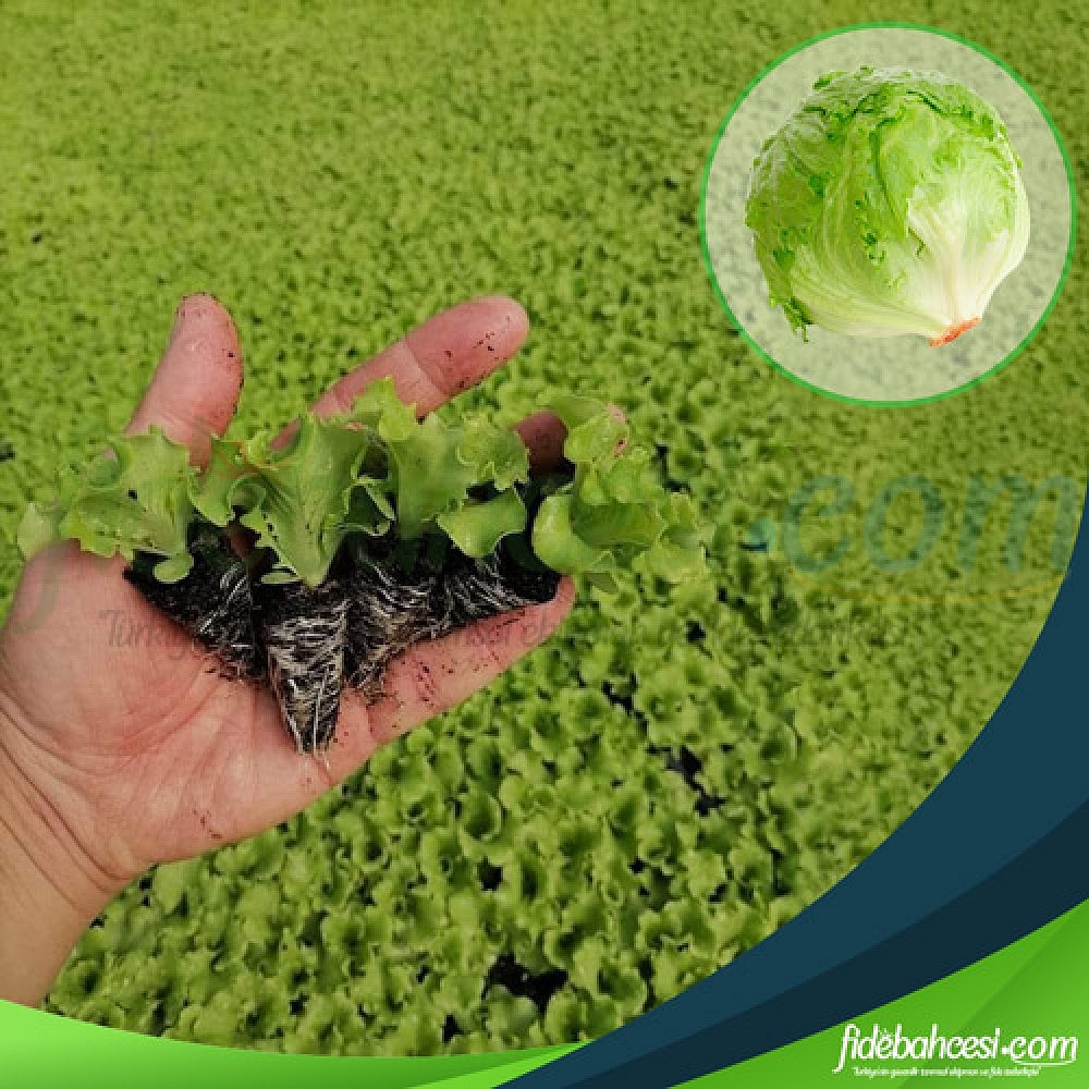 Iceberg Marul Fidesi