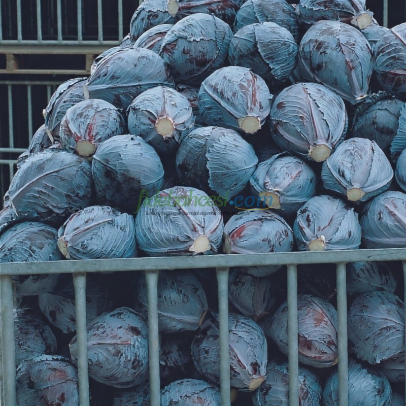 İntegro F1 Kırmızı Lahana Fidesi ürününe ait görsel 2