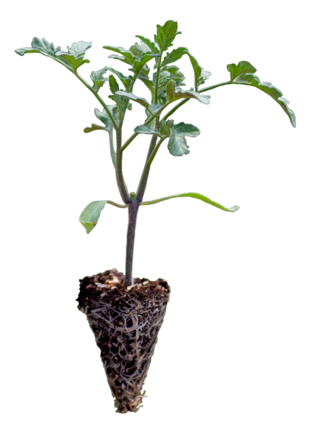 Joker F1 Oturak Domates Fidesi ürününe ait görsel 2